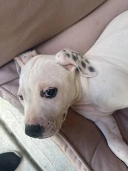 Turbo -  American Bulldog and American Staffordshire Terrier Dog for Adoption in Gillsville, Georgia - Turbo | PetCurious