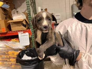 HOODIE -  Pit Bull Terrier and Mixed Breed Dog for Adoption in Colorado Springs, Colorado - HOODIE | PetCurious