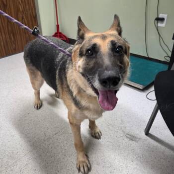 Anora -  German Shepherd Dog and Mixed Breed Dog for Adoption in Binghamton, New York - Anora | PetCurious