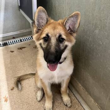 Jurnie -  Shepherd and Mixed Breed Dog for Adoption in Ardmore, Oklahoma - Jurnie | PetCurious