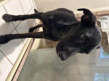 CELSEY -  Black Labrador Retriever and Border Collie Dog for Adoption in El Cajon, California - CELSEY | PetCurious