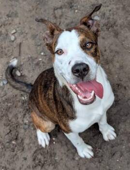 Mixed Breed Dogs Available for Adoption in Savannah, Georgia - Jojo | PetCurious