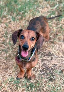 Remi -  Dachshund Dog for Adoption in Tulsa, Oklahoma - Remi | PetCurious