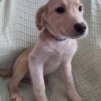 Tierna Davidson -  Mixed Breed Dog for Adoption in Toms River, New Jersey - Tierna Davidson | PetCurious