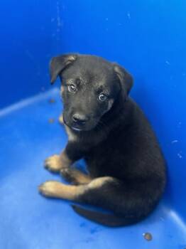 Mixed Breed Dogs Available for Adoption in Dallas, Texas - NICKO | PetCurious