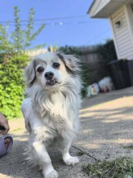 Chuck -  Spaniel Dog for Adoption in Plymouth, Michigan - Chuck | PetCurious