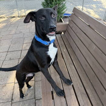 Rescue Terrier Dogs for Adoption in Dallas, Texas - Parson | PetCurious