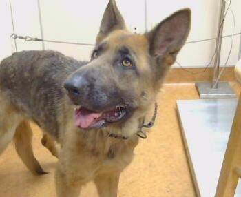 German Shepherd Dog Dogs Available for Adoption - ZINNIA | PetCurious