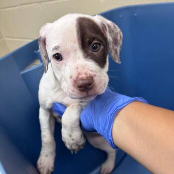 07/18/2026-Stray-MilgenRoad-4 -  Mixed Breed Dog for Adoption in Columbus, Georgia - 07/18/2026-Stray-MilgenRoad-4 | PetCurious