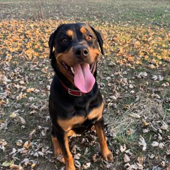 Ella -  Rottweiler Dog for Adoption in Indianapolis, Indiana - Ella | PetCurious