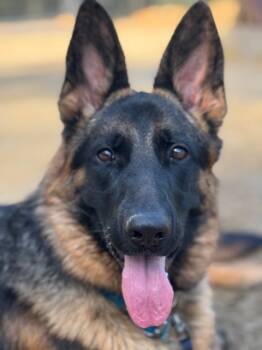Rescue German Shepherd Dog Dogs for Adoption in Shingle Springs, California - Belle | PetCurious