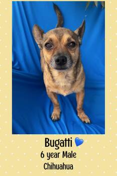 Rescue Chihuahua Dogs for Adoption in Mesa, Arizona - BUGATTI – 6 YEAR MALE CHIHUAHUA @ PETCO, 5011 E. RAY ROAD, PHX 8 | PetCurious