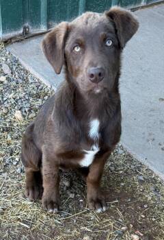 Labrador Retriever Dogs Available for Adoption - Mocha | PetCurious