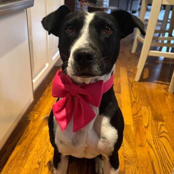 Dixi -  Mixed Breed and Labrador Retriever Dog for Adoption in Mississauga, Ontario - Dixi | PetCurious