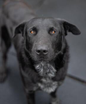 Labrador Retriever and Shepherd Dogs Available for Adoption in Stratham, New Hampshire - Tipper | PetCurious