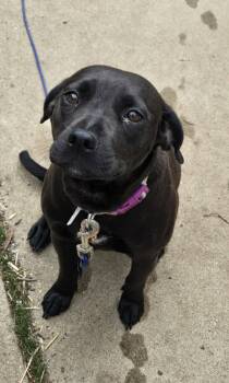 Labrador Retriever and Beagle Dogs Available for Adoption in Union Grove, Wisconsin - Pepper | PetCurious