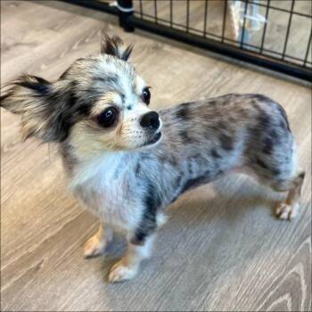 Danielle -  Chihuahua Dog for Adoption in Thompson Falls, Montana - Danielle | PetCurious
