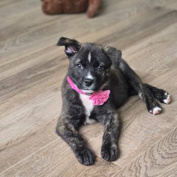Rescue Mixed Breed Dogs for Adoption in Klein, Texas - Faith | PetCurious