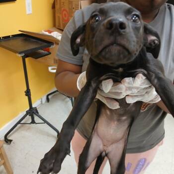 Rosalina -  Jack Russell Terrier Dog for Adoption in Clarksdale, Mississippi - Rosalina | PetCurious