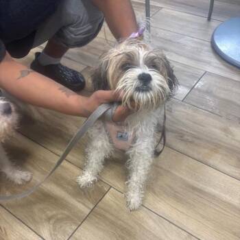 Charm -  Shih Tzu and Yorkshire Terrier Dog for Adoption in Newark, New Jersey - Charm | PetCurious