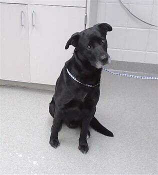 Labrador Retriever and Mixed Breed Dogs Available for Adoption - YOGI | PetCurious