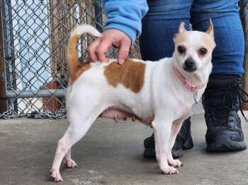 Chihuahua Dogs Available for Adoption in Peru, Illinois - Blanca | PetCurious