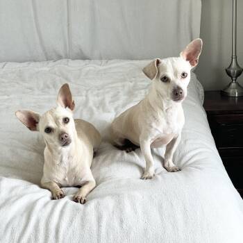 Adorable Arroz and Frijoles -  Chiweenie and Chihuahua Dog for Adoption in Burlington, North Carolina - Adorable Arroz And Frijoles | PetCurious