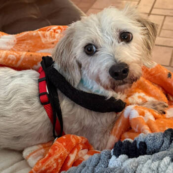 Rescue Terrier and Mixed Breed Dogs for Adoption in Waldorf, Maryland - Marley | PetCurious