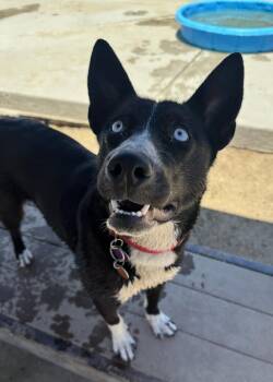 Border Collie and Australian Shepherd Dogs Available for Adoption in Incline Village, Nevada - Elsa | PetCurious