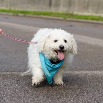 Blanket -  Bichon Frise Dog Available for Adoption in Evansville, Indiana - Blanket | PetCurious