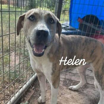 Helen -  American Staffordshire Terrier and Mixed Breed Dog for Adoption in Buchanan Dam, Texas - Helen | PetCurious