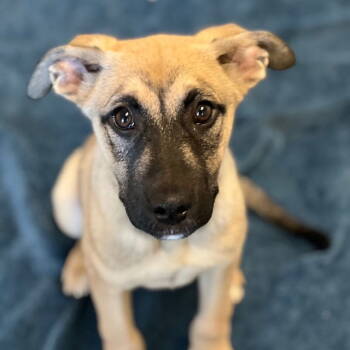 Rescue Shepherd Dogs for Adoption in Burlingame, California - Luka The Puppy! | PetCurious