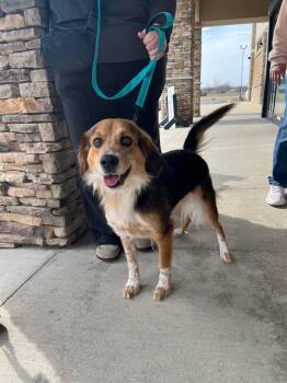 Collie and Golden Retriever Dogs Available for Adoption - Pheobe | PetCurious