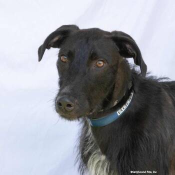 Buddy -  Hound Dog for Adoption in Woodinville, Washington - Buddy | PetCurious