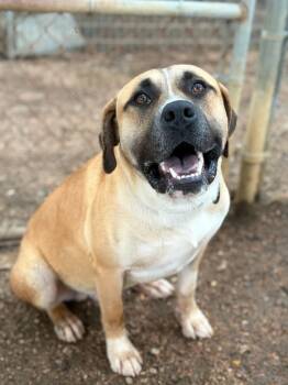 Elko -  Black Mouth Cur and Pit Bull Terrier Dog for Adoption in Lockhart, Texas - Elko | PetCurious