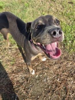 Mixed Breed Dogs Available for Adoption in Savannah, Georgia - Brisket | PetCurious