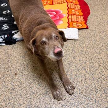 Canela -  Mixed Breed Dog for Adoption in Merriam, Kansas - Canela | PetCurious