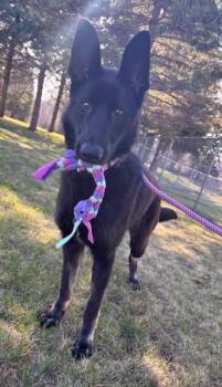 German Shepherd Dog Dogs Available for Adoption in Willmar, Minnesota - Ro | PetCurious