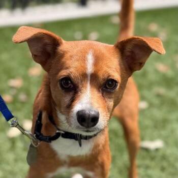 South -  Chihuahua Dog for Adoption in Walnut Creek, California - South | PetCurious