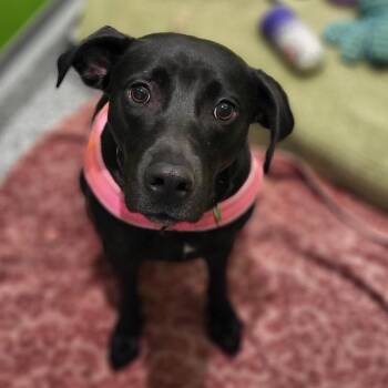Clover -  Mixed Breed Dog for Adoption in Westhampton, New York - Clover | PetCurious