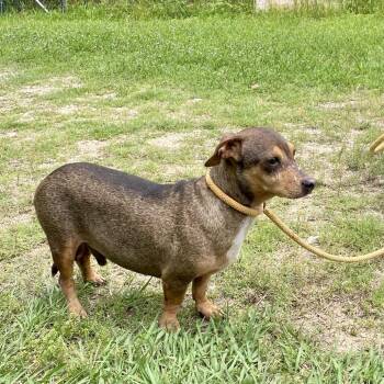 Taylor -  Dachshund and Mixed Breed Dog for Adoption in Spokane, Washington - Taylor | PetCurious