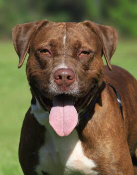 Rescue Pit Bull Terrier Dogs for Adoption in North Fort Myers, Florida - Frank | PetCurious