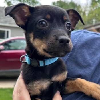 Ambrosia D69769 -  Chihuahua and Dachshund Dog for Adoption in Minnetonka, Minnesota - Ambrosia D69769 | PetCurious