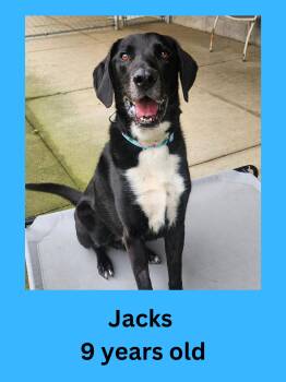 Black Labrador Retriever Dogs Available for Adoption in Ravenna, Ohio - Jacks | PetCurious