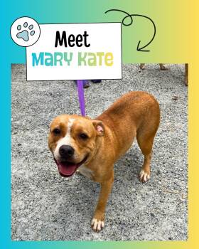 Mary Kate -  American Staffordshire Terrier Dog for Adoption in Sulphur, Kentucky - Mary Kate | PetCurious