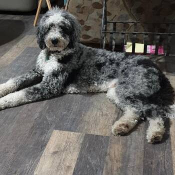 Standard Poodle and Border Collie Dogs Available for Adoption in Gulfport, Mississippi - Rusty | PetCurious