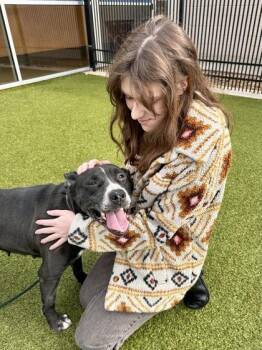 Mixed Breed Dogs Available for Adoption in Wichita, Kansas - Little Mamas | PetCurious