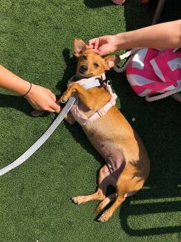Marina -  Dachshund Dog Available for Adoption in San Diego, California - Marina | PetCurious