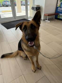 Rambo - 2 -  German Shepherd Dog and Mixed Breed Dog for Adoption in Daytona Beach, Florida - Rambo - 2 | PetCurious