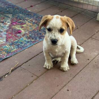 Shih Tzu and Dachshund Dogs Available for Adoption in Partlow, Virginia - Spice | PetCurious